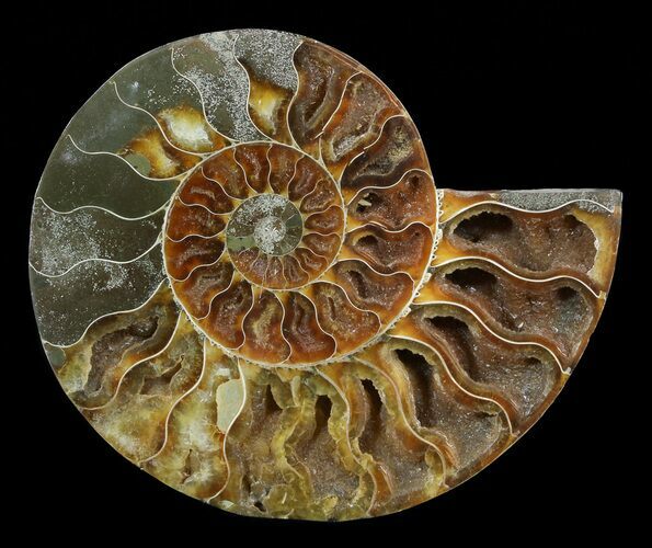 Cut Ammonite Fossil (Half) - Agatized #54355